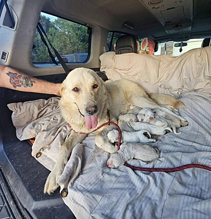 A protetora de animais colocou a família canina dentro do carro e os levou para a ONG Rubies and Rogues.