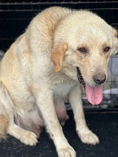 A cachorrinha e seus filhotes estão em um lar temporário.