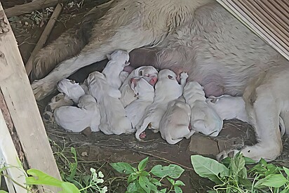 Sem ninguém para a proteger, cachorrinha cuida sozinha de 12 filhotes - até que aparece um herói.