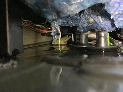 O sapo que causou o barulho misterioso e surpreendeu o mecânico.
