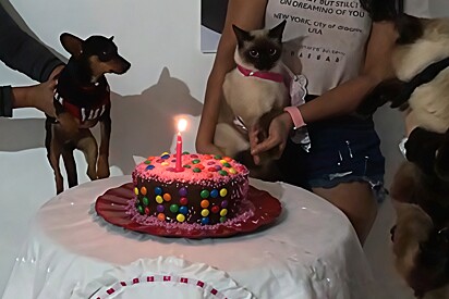 Gata ‘perde a compostura’ e agride convidada canina durante festa; o que a reação nos ensina sobre comportamento felino?