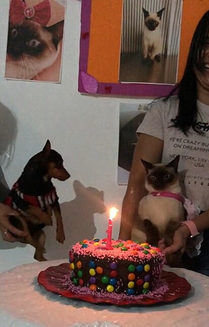 Em agosto de 2021, a gata Nina ganhou uma festa de aniversário.