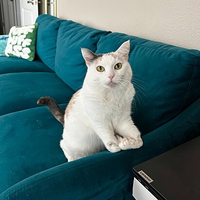 A gata Junie nasceu com deformidade nas patas.