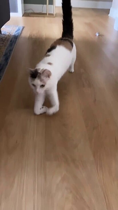 A família fez pequenas alterações na casa para facilitar o deslocamento da felina.