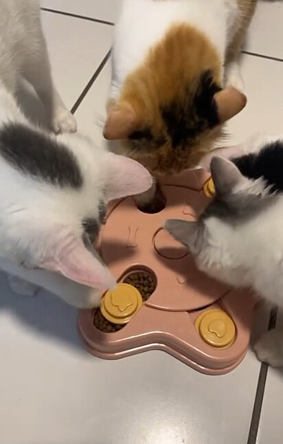 Gatos brincando em comedouro interativo.