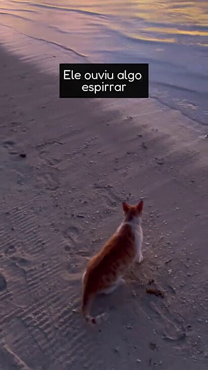 Meia-Noite já é conhecido na ilha.