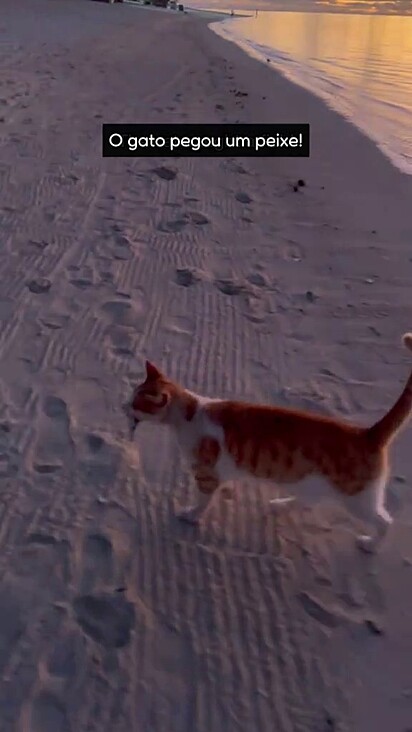 O gato pegou o peixe pela boca e levou para fora da água.