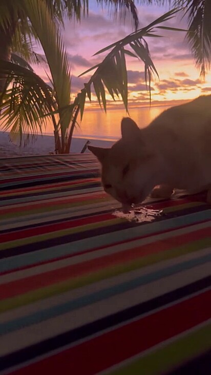 O gato comeu o peixe em cima de uma espreguiçadeira.