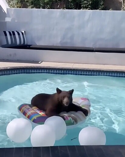 A ursa Punky já foi flagrada flutuando em uma boia.