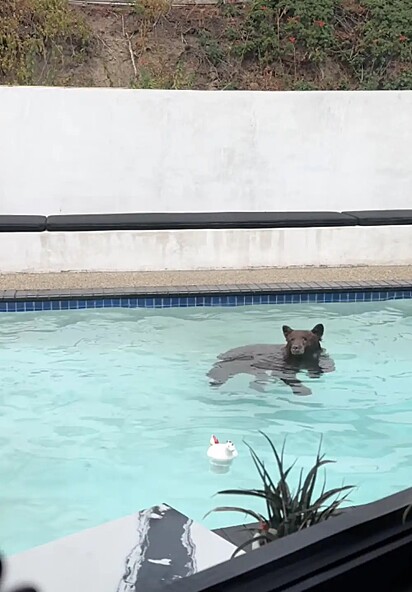 Os ursos são ótimos nadadores e amam entrar na água.