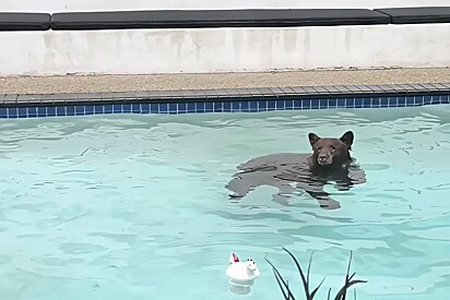 Casal muda para casa dos sonhos, mas ‘vizinhos’ passam a invadir piscina.