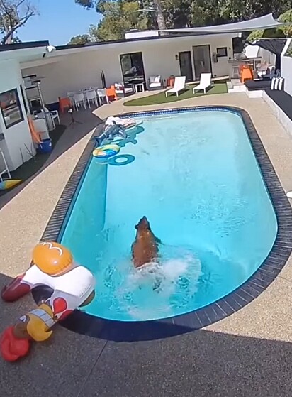 Um dos ursos na piscina, flagrado pelas câmeras de segurança da residência.