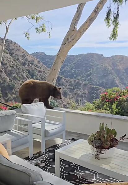 Um urso-negro-americano passeando pelo quintal do casal.
