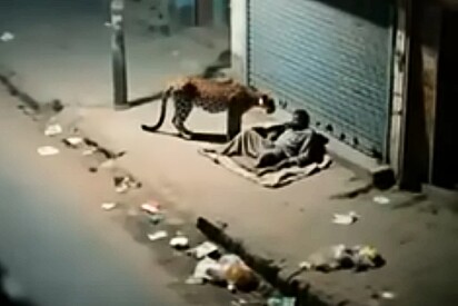 Leopardo encontra morador de rua e se aproxima lentamente.