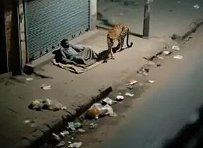 Após observar o morador de rua, o leopardo partiu.