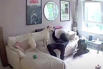 Um querido!: Cachorro se apaixona por assaltante que invadiu sua casa, roubou itens e brincou com ele