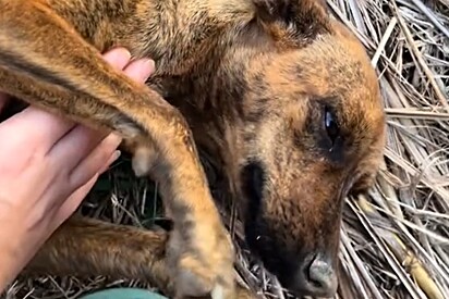Cachorrinha deita e chora implorando que mulher a siga para conhecer seus filhotes.