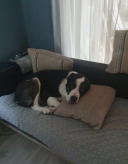 Big D é um cão da raça Pastor da Ásia Central.