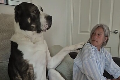 Tutores ficam sem saber lidar com cachorro de 84 kg que é mais carente que um filhote.