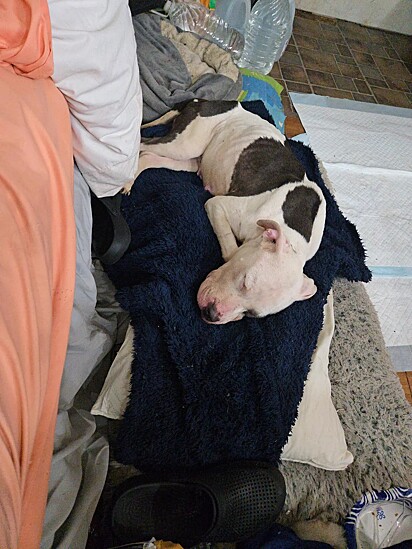 Violet, a cadela pit bull, foi encontrada extremamente magra.