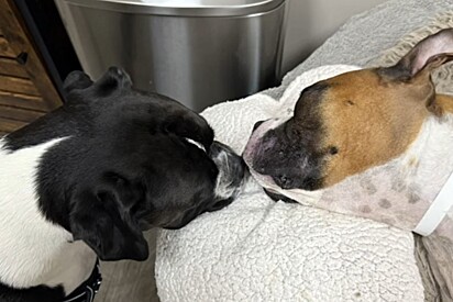 Boxer dá último adeus à irmã e momento emocionante toca o coração dos internautas.