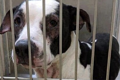 Cachorrinha rejeitada cinco vezes segue esperando por um lar e comove com sua esperança.