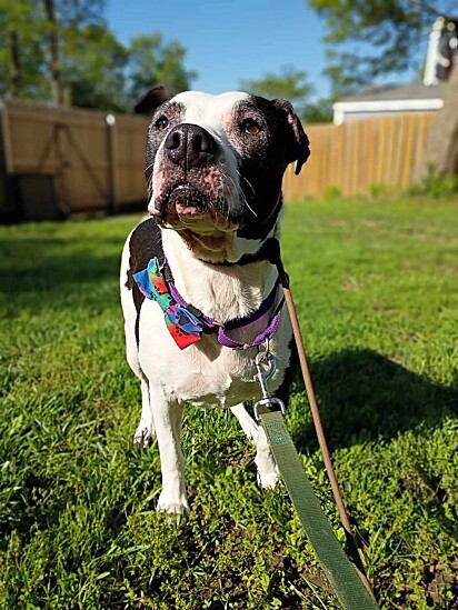 A cachorrinha Luna no pátio do Santuário de Animais Always & Furever Midwest.