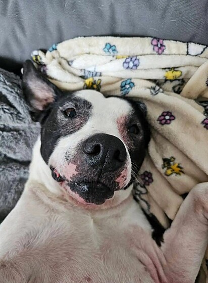 A cachorrinha Luna deitada em sua caminha.