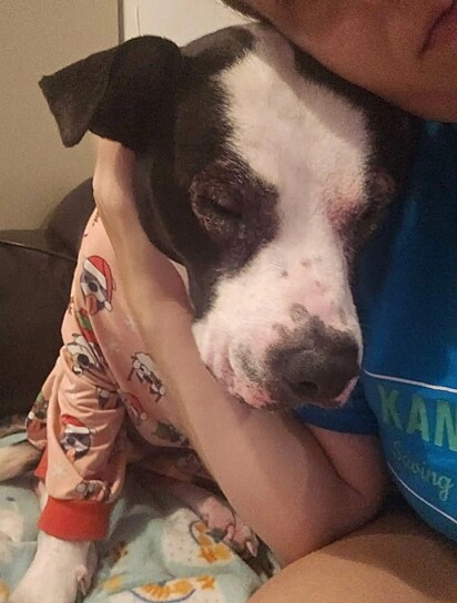 A cachorrinha Luna de pijama ao lado de uma voluntária.