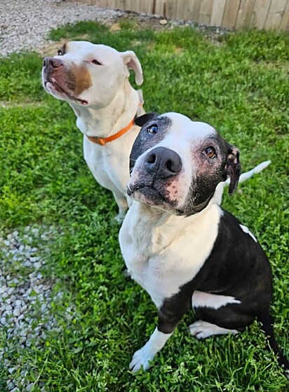 A cachorrinha Luna com seu amigo canino Cooper.