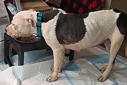 Cadela pit bull é resgatada em estado crítico e comove ao dar os primeiros sinais de confiança.