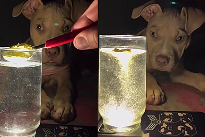 Tutor faz a trend do “pozinho mágico” com seu pitbull e reação do pet encanta milhares.
