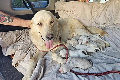 Sem ninguém para a proteger, cachorrinha cuida sozinha de 12 filhotes - até que aparece um herói.