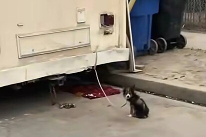 Cachorro que foi esquecido amarrado em trailer estava perdendo as esperanças de um dia ser amado.