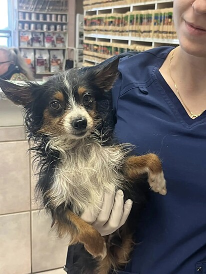 O cãozinho foi levado imediatamente ao veterinário.