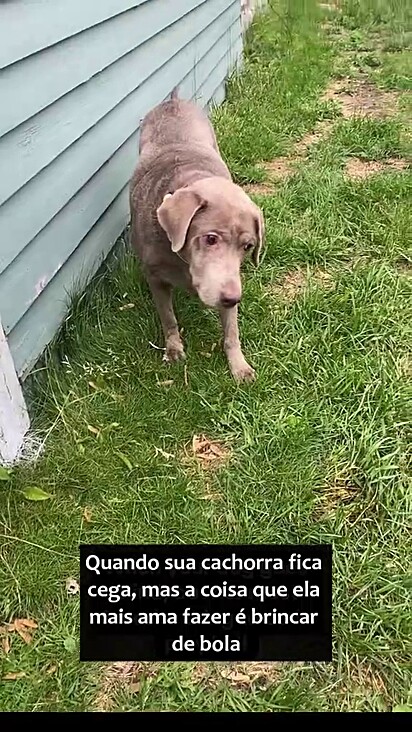 Binks achava a bolinha pelo cheiro e barulho.