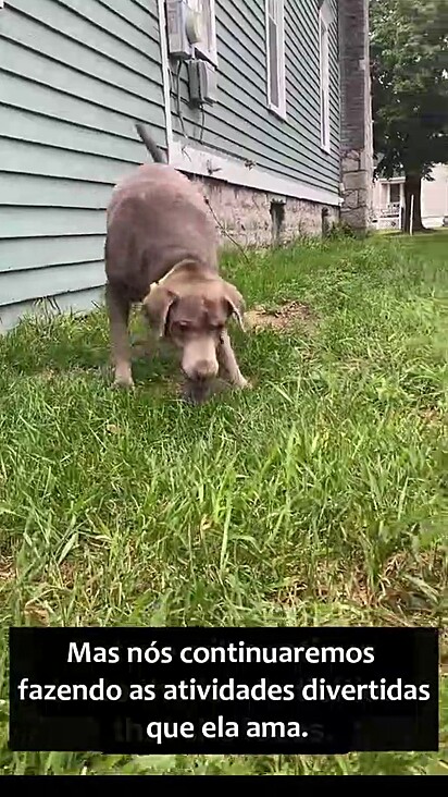 A cachorrinha continuava feliz com sua bolinha.