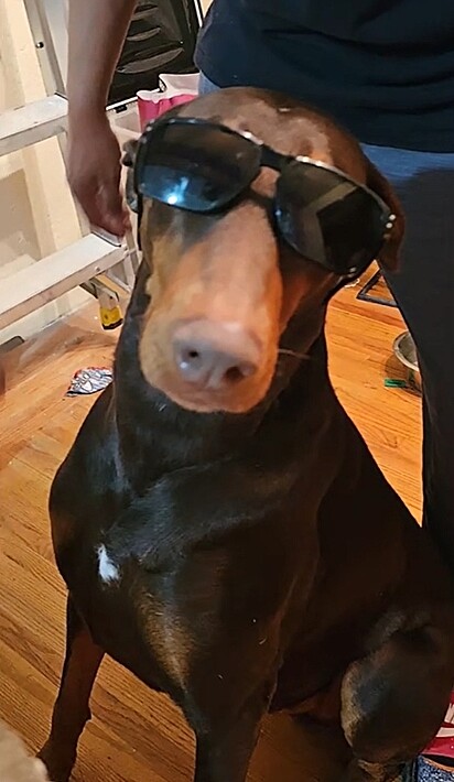 O pai dos filhotes é um dobermann.