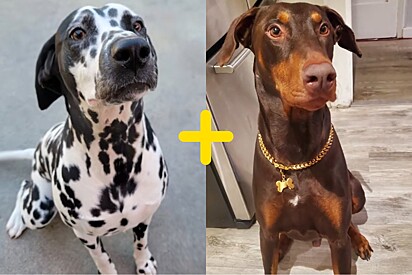 Cachorro dálmata cruza com doberman e beleza do filhote deixa todo mundo impressionado online.