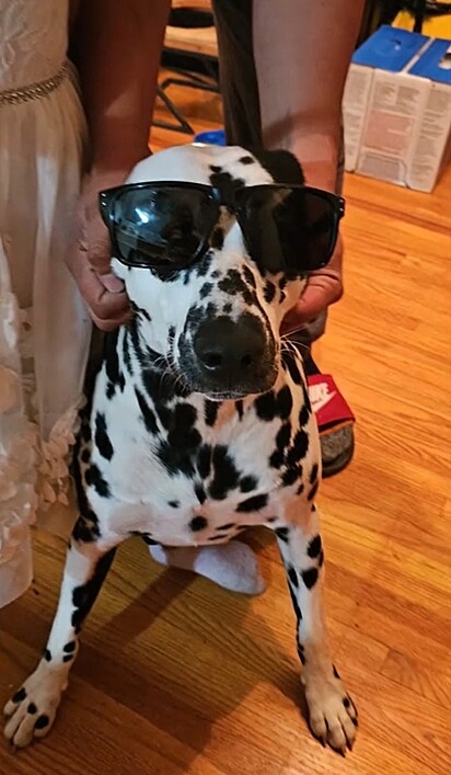 A mãe dos filhotes é uma dálmata.