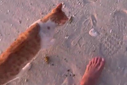 O gatinho laranja recebe cuidados comunitários no resort.