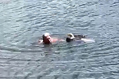 Homem ouve barulho em lago cheio de jacarés - e logo ele pula para salvar uma vida.