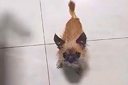 Pai que não queria cachorro em casa manda o melhor vídeo para filha.