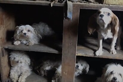 Resgate de animais em casa abandonada choca até os voluntários: Cada passo revelava um horror.