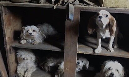 Na casa, cães e gatos estavam amontoados em caixas e gaiolas empilhadas.