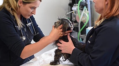 Todos os animais receberam atendimento veterinário.
