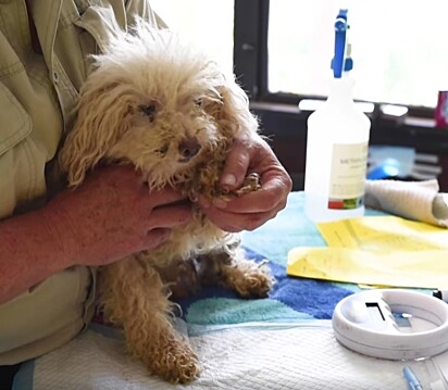 O cãozinho da imagem estava com tanto medo que não parava de tremer.