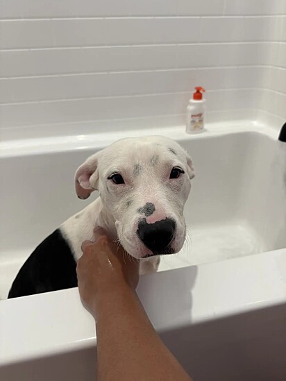 Bullet, agora chamado Stitch, foi adotado e ganhou uma irmã canina. A imagem mostra o cão tomando banho na banheira, já na casa nova.
