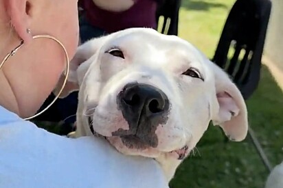 Pit bull fica de coração partido após ser o único a não ser adotado em evento de adoção.