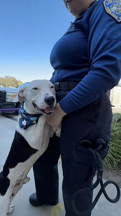 O cão foi deixado no abrigo pelos antigos proprietários. A imagem mostra o cão pit bull abraçando uma funcionária do abrigo.